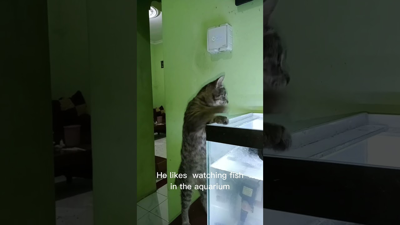 My Little Cat misses fish In the aquarium 