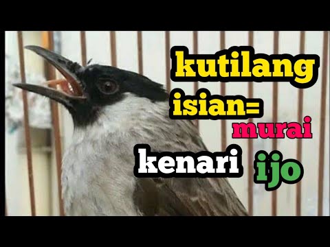 kutilang gacor isian Lovebird kenari prenjak ciblek kapas tembak cililin #kutilang #birds