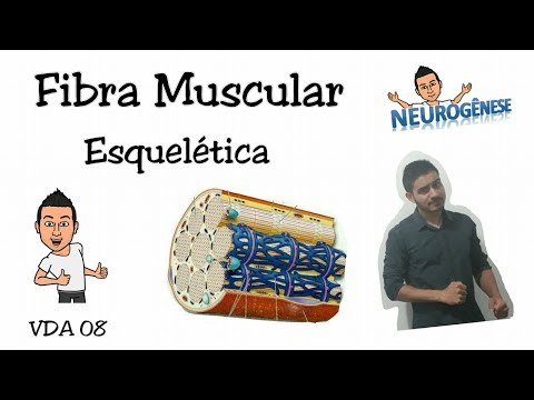 Fibra Muscular Esquelética - Estruturas Microscópicas - Vídeo Aula 08