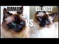 Birman Cat VS. Balinese Cat の動画、YouTube動画。