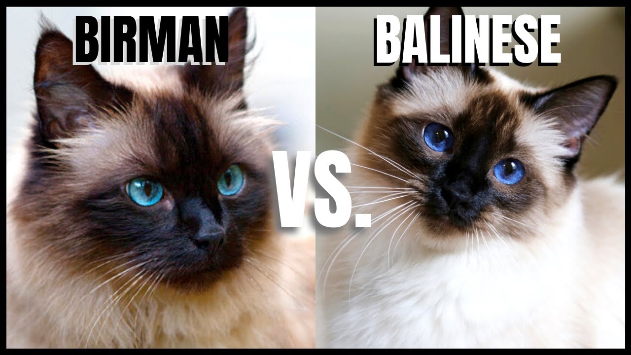 Birman Cat VS. Balinese Cat 