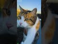 Whispering Cat tries to sing - Viral Content 🎯 Perfect Shot!