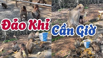 Chuyến đi rừng sác cần giờ | đảo khỉ cần giờ , khu du lịch sinh thái cần giờ khu du lịch vàm sát