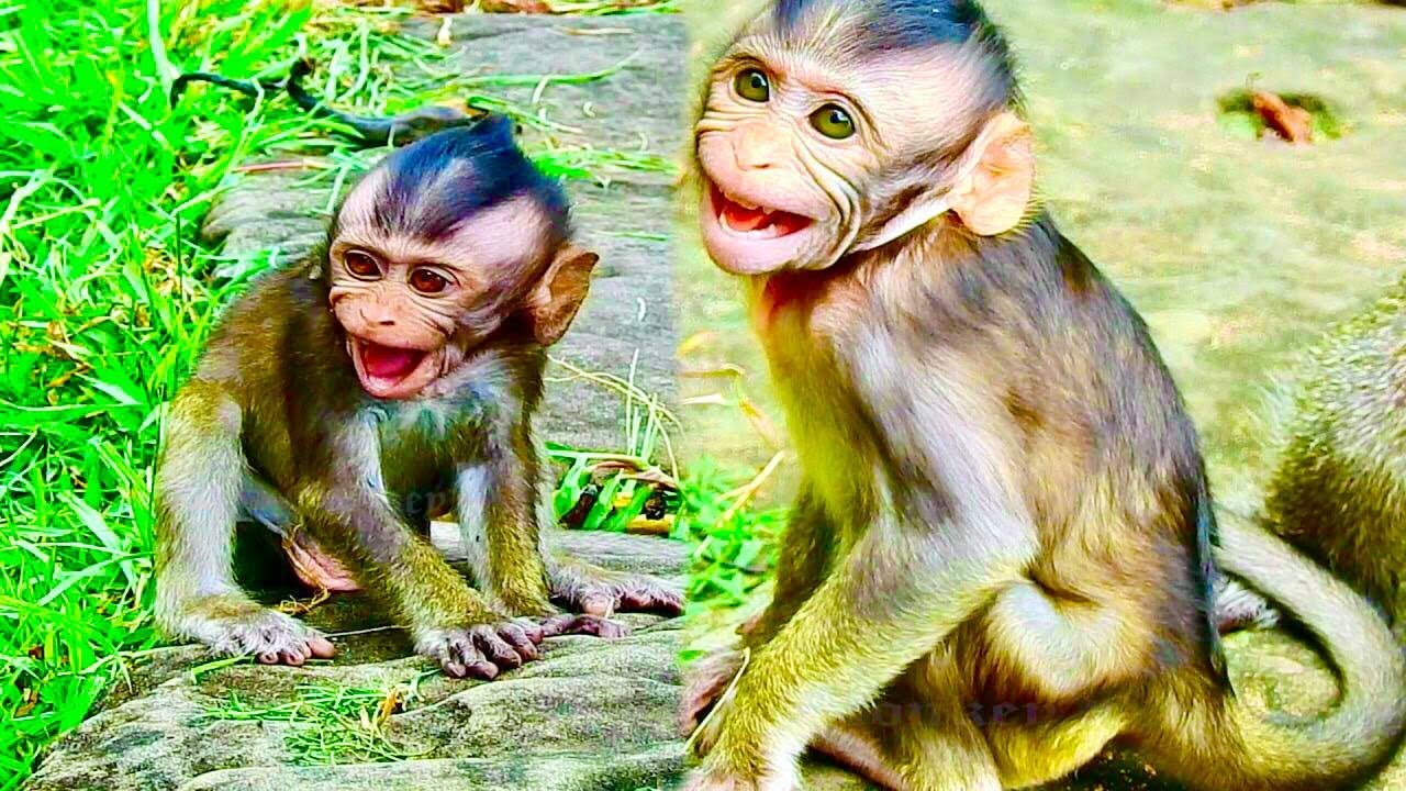 Amazing Clip! Attention Poor Baby Monkey Crying Request Milk Mummy Feeding Time