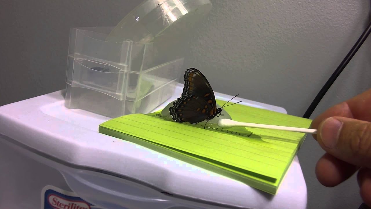 5.4MM LENS MACRO FOCUS GOPRO HERO3 BLACK BUTTERFLY RAGECAMS MODIFICATION