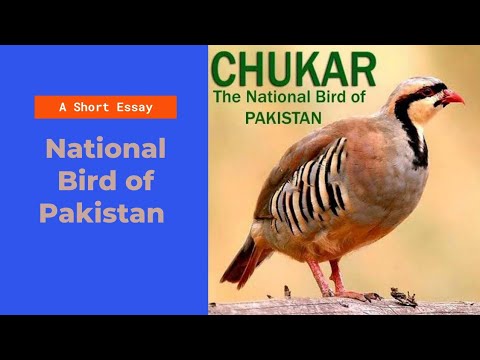 essay on national bird of pakistan