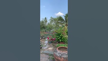 Béc tưới cây cánh đập có chỉnh giới hạn gốc xoay tiện ích #tree #agriculture #sprinkles #vattunhiet