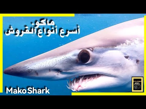 القرش ماكو أسرع أنواع سمك القرش