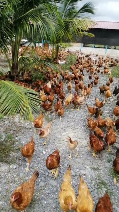 Ayam Kampung Kacuk