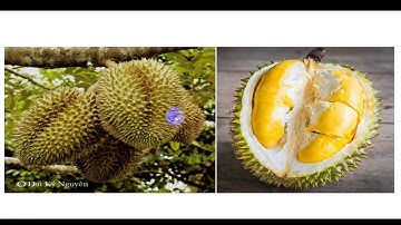 Tiếng việt 4: Tuần 22: Sầu riêng.