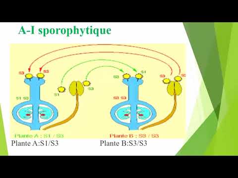 Vidéo: Différence Entre L'incompatibilité De Soi Gamétophytique Et Sporophytique