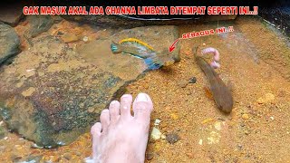 ANEH..!! Banyak Channa Limbata Ditempat Seperti Ini || Mancing Ikan Channa Limbata Disungai Jernih