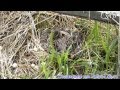 Дикая утка устроила гнездо на даче и спокойно высиживает яйца