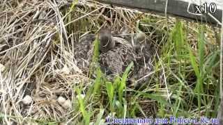 Дикая утка устроила гнездо на даче и спокойно высиживает яйца