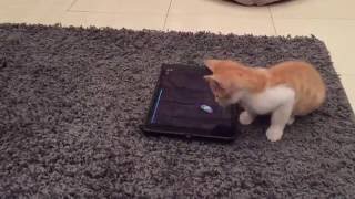 Meir The Little Cat Play With iPad screenshot 4
