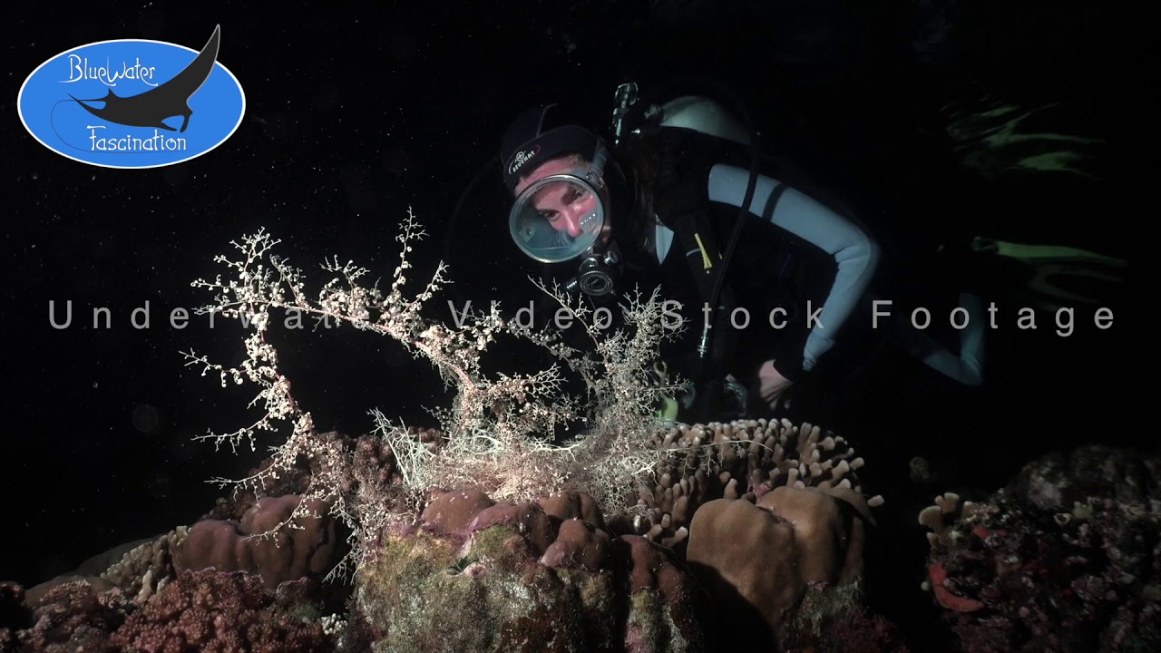 0658_Female Scuba diver night diving with basket star, HD underwater video footage