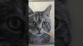 Grey Tabby Cat in Soft Pastel screenshot 2