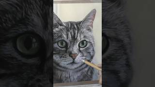 Grey Tabby Cat in Soft Pastel