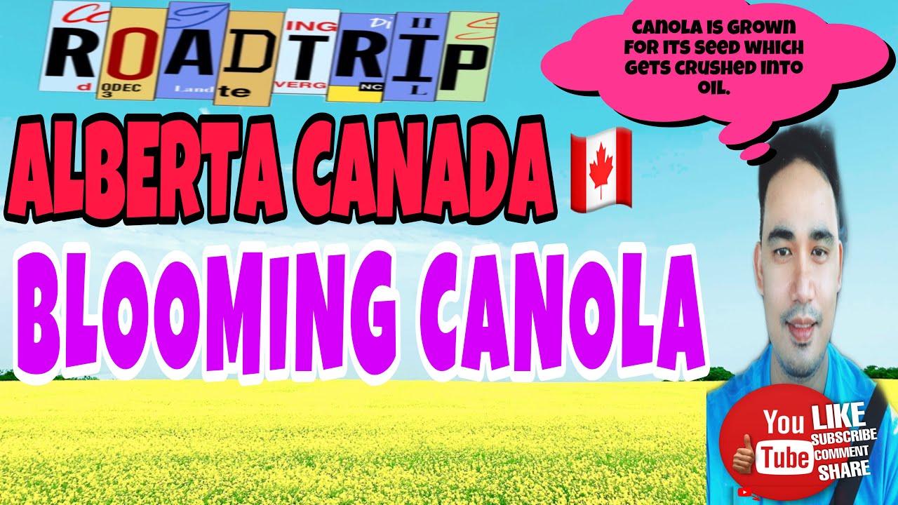 🇨🇦CANOLA FIELDS IN ALBERTA CANADA-ROAD TRIP CHILL MUSIC 🍁