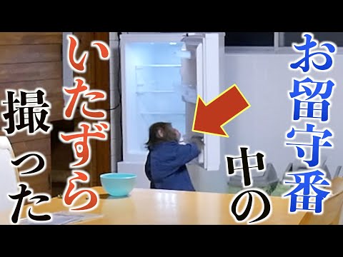 お猿さんにお留守番させてみたら、とんでもないイタズラを…！