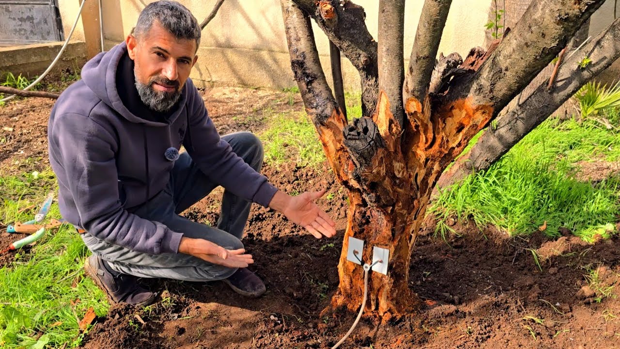 طريقة عبقرية للاتخلص من دودة المنشار من خلال الصعق الكهربائي