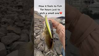 Real fisherman keep fishing anyway #fishing #shortvideo #shortsfeed #shorts