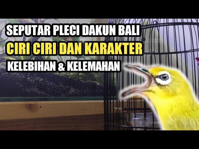 SEPUTAR PLECI DAKUN BALI | CIRI CIRI KELEBIHAN DAN KELEMAHAN DAKBAL #pleci class=