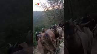 |DEVLAD||NANIDAND||PAURI GHADWAL|trending nature pahadi uttarakhand explore shorts