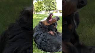 It’s the Final Brain Cell 🧠 | Funny Bernese Mountain Dog