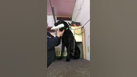 Simon force fetch day 3