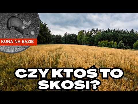 Oats without spraying - will anything come of it?