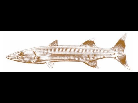 'HOW TO FISH?'