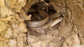 Tập 340 : Kỷ Lục Lần Đầu Tiên Trong Đời Đào Được 4 Con Rắn Cực Độc Ở Chung Một Hang | Mười Thương SB