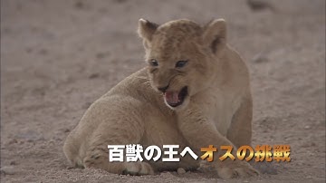 『劇場版 ダーウィンが来た！アフリカ新伝説』予告編