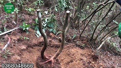 Sim rừng phôi đẹp mời mọi người cùng ngắm.Hoa bạn và tôi