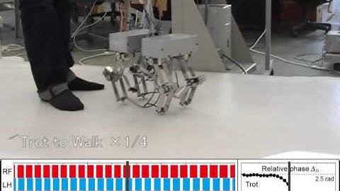 Trot to walk transition at slow speed.mpg