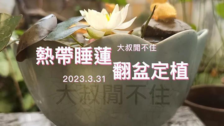 家庭蓮、荷種植EP4 - 熱帶系睡蓮的翻盆與定植 2023.3.31 - 天天要聞