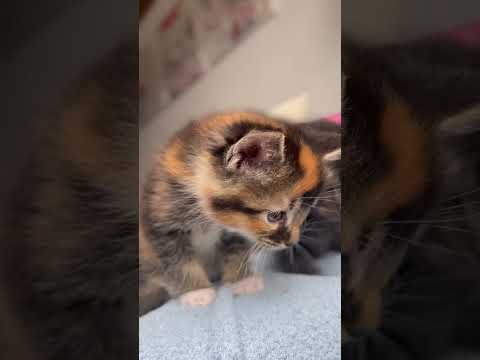 Famille de 7 chatons tellement mignon à l’âge d’un mois ! #cat #kitten #maincoon