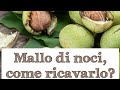 Mallo di noci, come ricavarlo?🌿