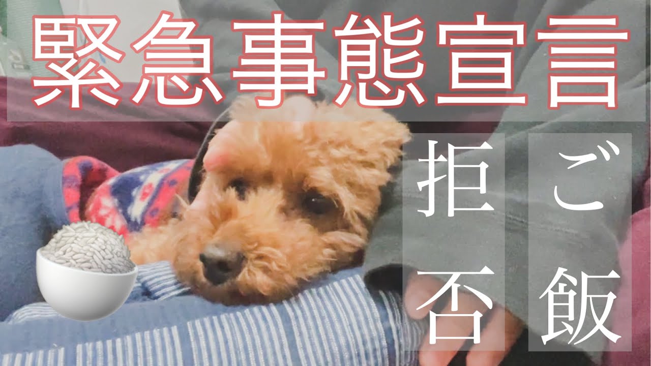 大学生とトイプードル ゆのに食欲が無いのでご飯を作ってみる トイプードル Dogs Dog 愛犬 愛犬のいる暮らし 犬 Vlog Youtube