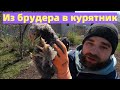 Переселение цыплят из брудера в курятник. Выбор петухов.