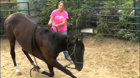 Laying Down Your Horse Saddle-Less