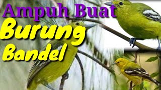 Suara pikat burung sirtu/cipoh ribut MP3