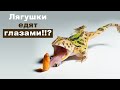 Лягушки едят глазами?! Ура, мы купили лягушек! Заселяем в аквариум шпорцевых и карликовых лягушек.