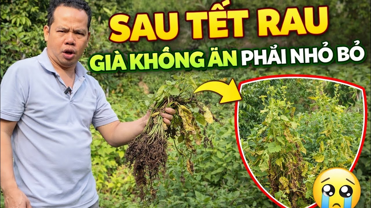 Rau Sau Tết Bị Già, Đắng – Cách Xử Lý Và Làm Lại Vườn Nhanh Nhất | Lê Tân Official Online 