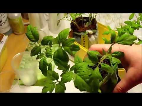 Video: Earliana-kålinfo - tips til dyrkning af Earliana-kålplanter