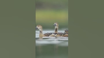 Lesser whistling duck