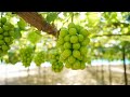Beautiful Japanese seedless grapes on the Vine in the Vineyard