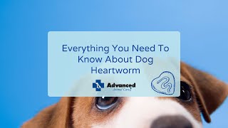 Everything You Need To Know About Dog Heartworm