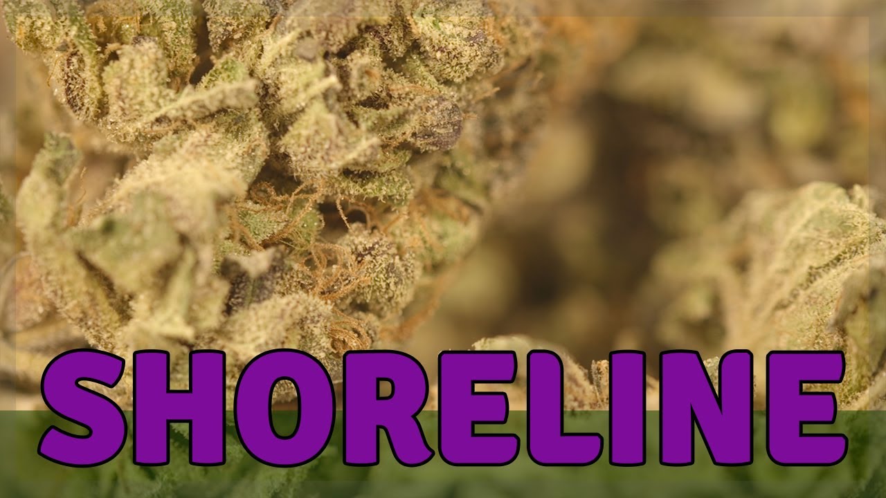 SHORELINE - Hybrid - THC 22%